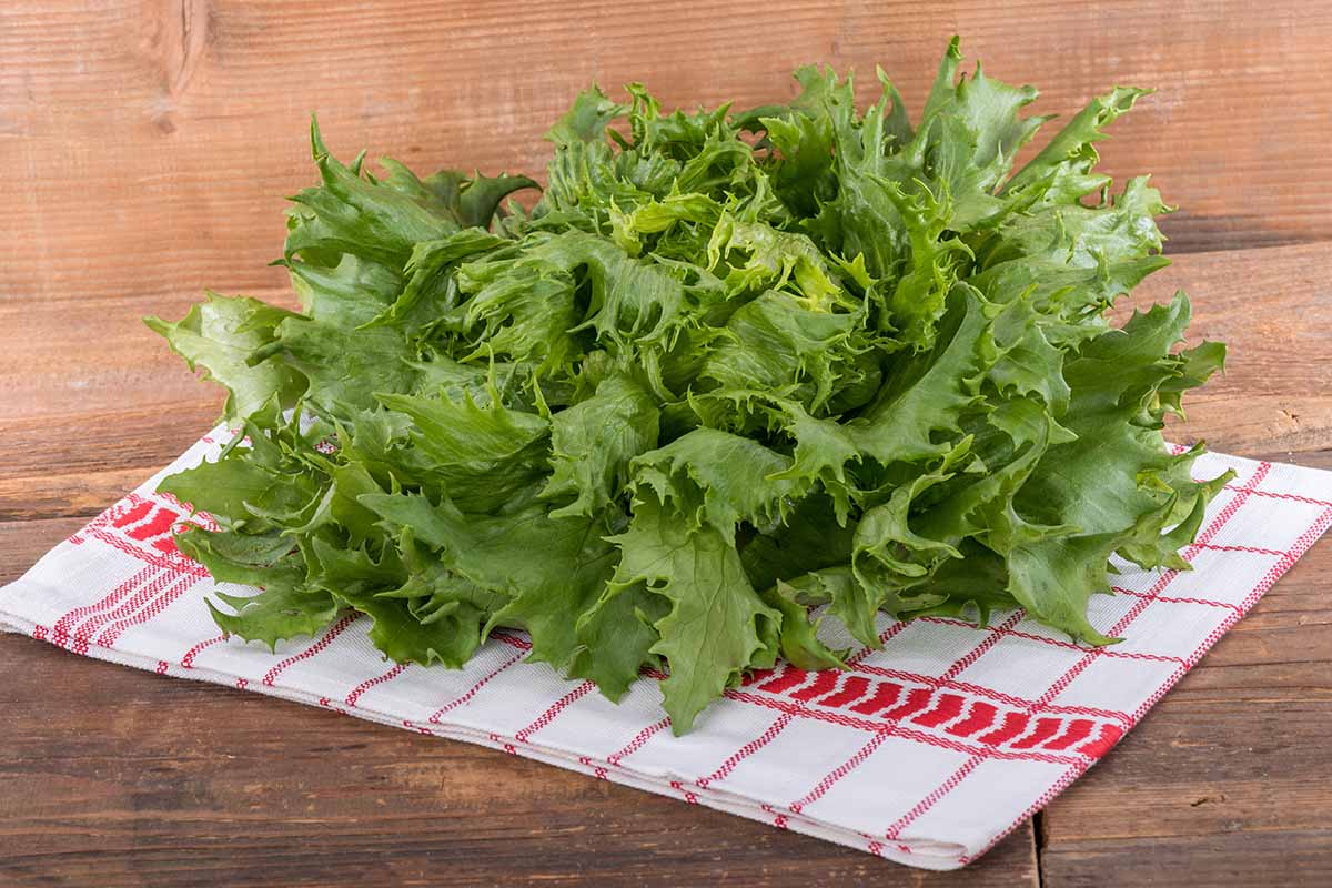 A close up horizontal image of a freshly harvested head of Ice Queen lettuce set on a white and red dishcloth on a wooden surface.