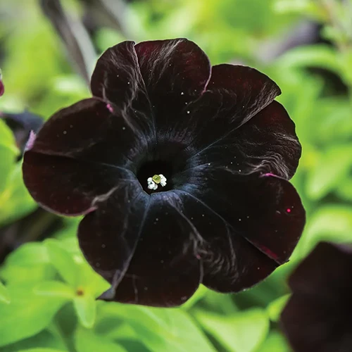 A close up of a single Black Cat petunia flower pictured on a green soft focus background.