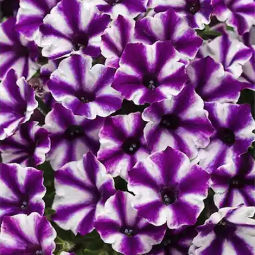 A close up square image of purple and white Grande Supertunia Mini Vista \'Violet Star\' flowers.