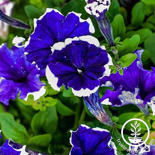 A square image of blue and white floribunda Hulahoop petunias with foliage in the background. To the bottom right of the frame is a white circular logo with text.