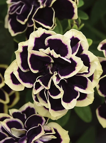 A vertical image of the bicolored flowers of \'Midnight Gold\' petunias pictured on a dark soft focus background.