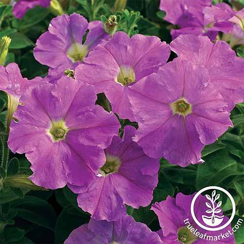 A close up square image of Picobella \'Lavender Improved\' flowers with foliage in soft focus background. To the bottom right of the frame is a white circular logo with text.