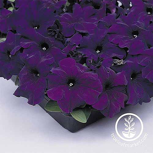 A close up of Supercascade Blue petunias growing in flats set on a white surface. To the bottom right of the frame is a white circular logo with text.