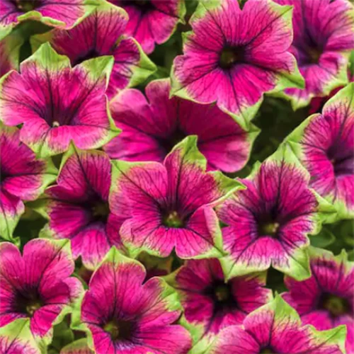 A close up of Supertunia PIcasso in Purple flowers growing in the garden.