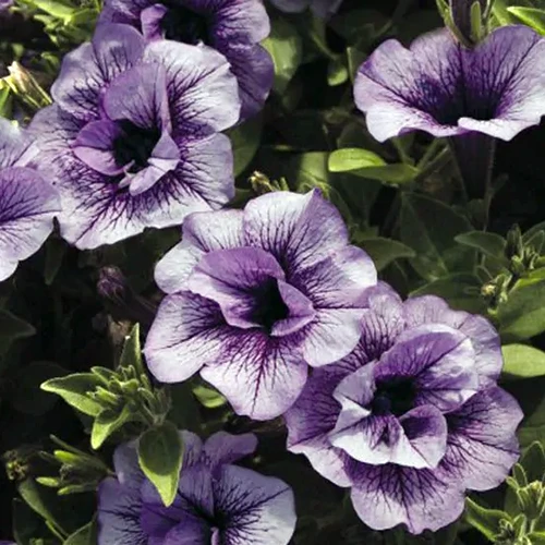 A close up of Supertunia \'Priscilla\' flowers growing in the garden pictured in light sunshine on a soft focus background.