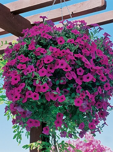 A close up vertical image of a hanging basket with Wave Purple petunias cascading over the side pictured on a blue sky background.