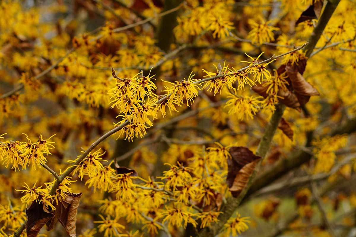 A close up horizontal image of witch hazel growing in the garden in full bloom.