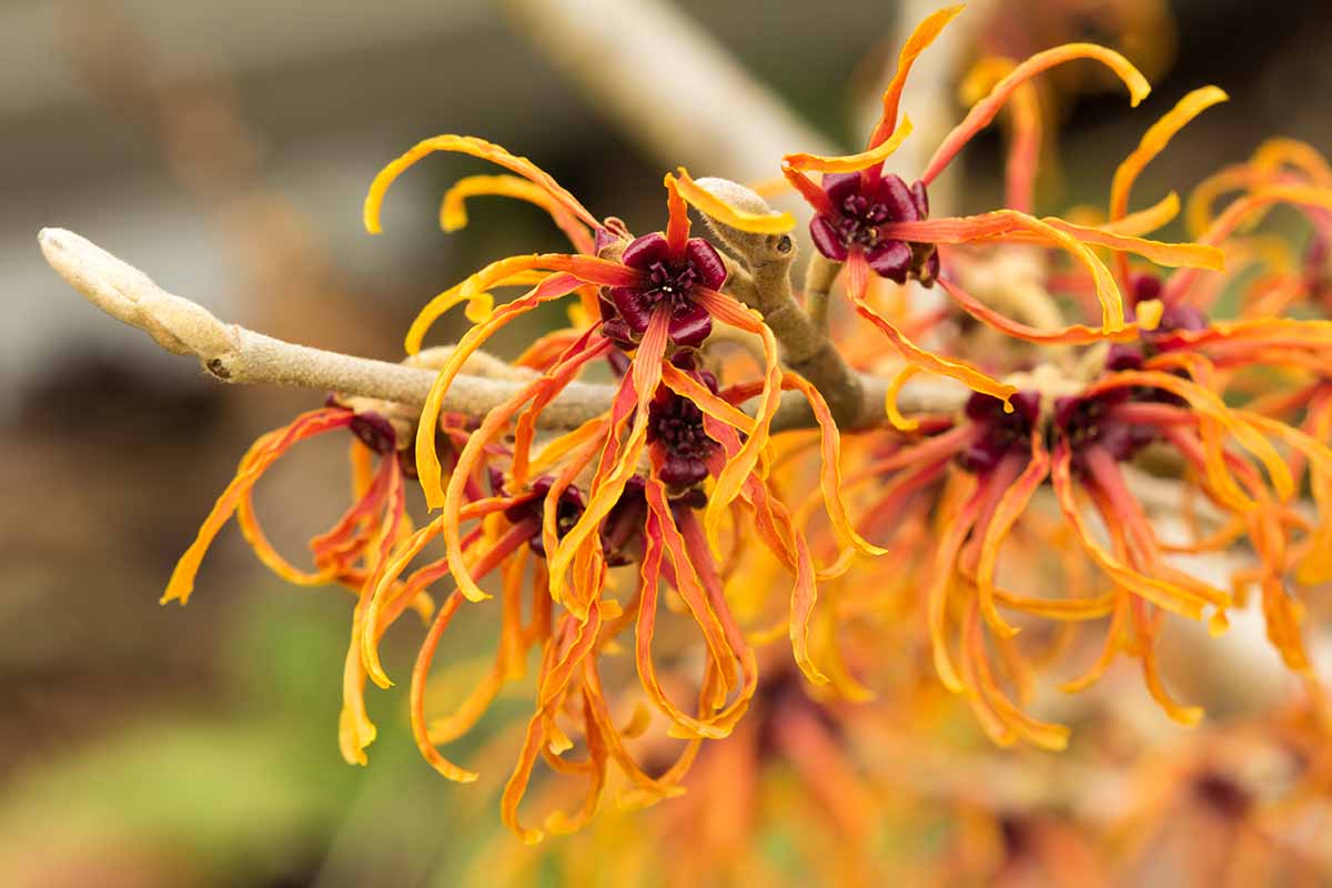 A close up horizontal image of the orange blooms of Hamamelis \'Jelena\' growing in the garden pictured on a soft focus background.