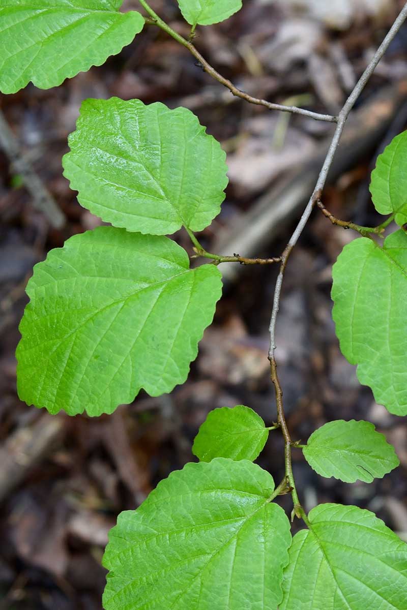 A close up vertical image of the foliage of witch hazel (Hamamelis) growing in the garden.