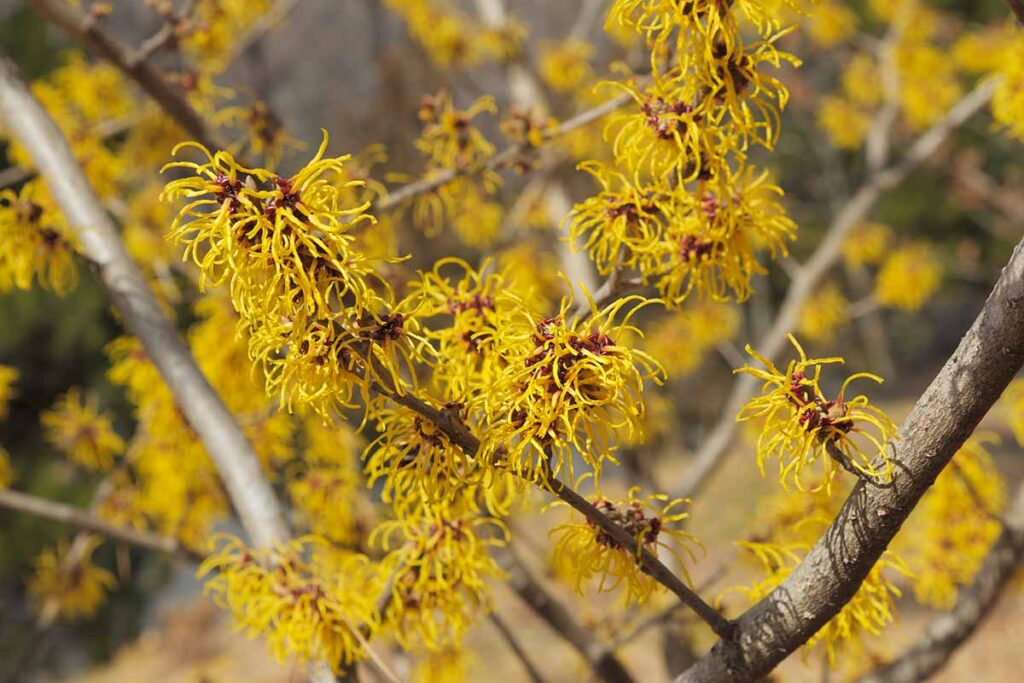 A close up horizontal image of yellow witch hazel flowers pictured in light sunshine on a soft focus background.