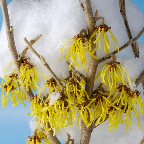 A close up square image of Hamamelis \'Arnold\'s Promise\' flowers covered with a dusting of snow.