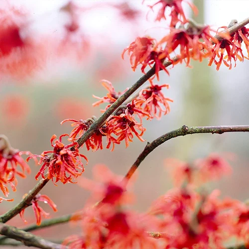 A close up square image of Hamamelis \'Diane\' growing in the garden with bright red blooms pictured on a soft focus background.