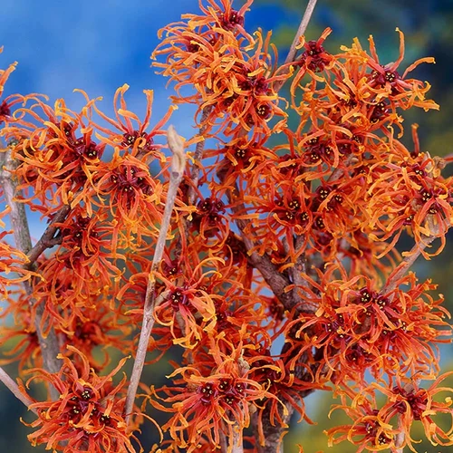 A close up square image of Hamamelis \'Jelena\' flowers growing in the garden pictured on a soft focus background.