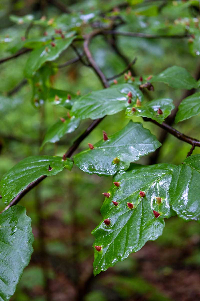 A vertical image of witch hazel foliage covered in galls caused by aphids.