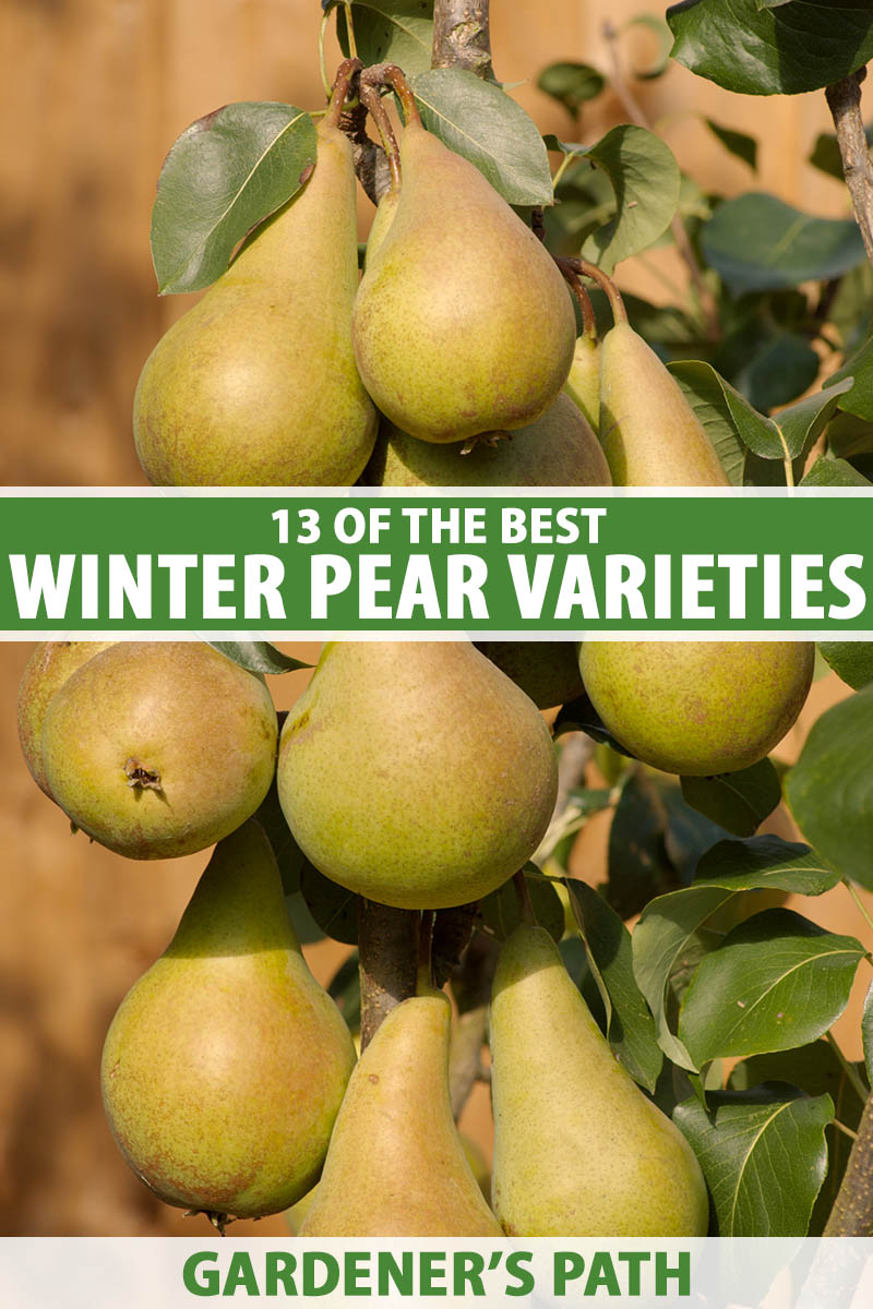 A close up vertical image of a large cluster of winter pears ripening in light sunshine. To the center and bottom of the frame is green and white printed text.