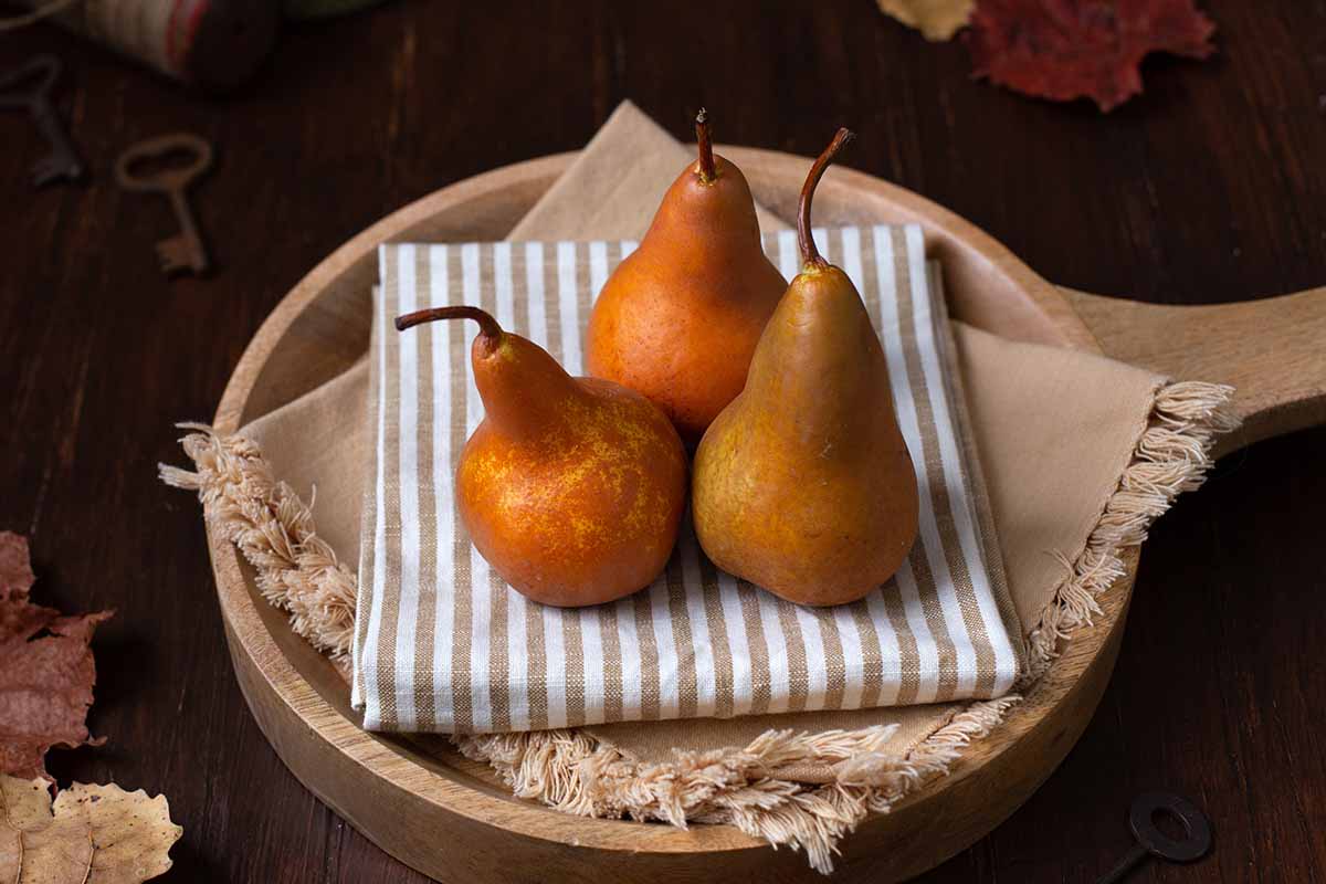 A close up horizontal image of three fresh \'Bosc\' pears on a wooden tray on a wooden table.