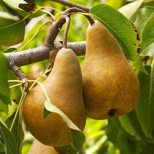 A close up of \'Bosc\' pears growing on the tree, ready for harvest.