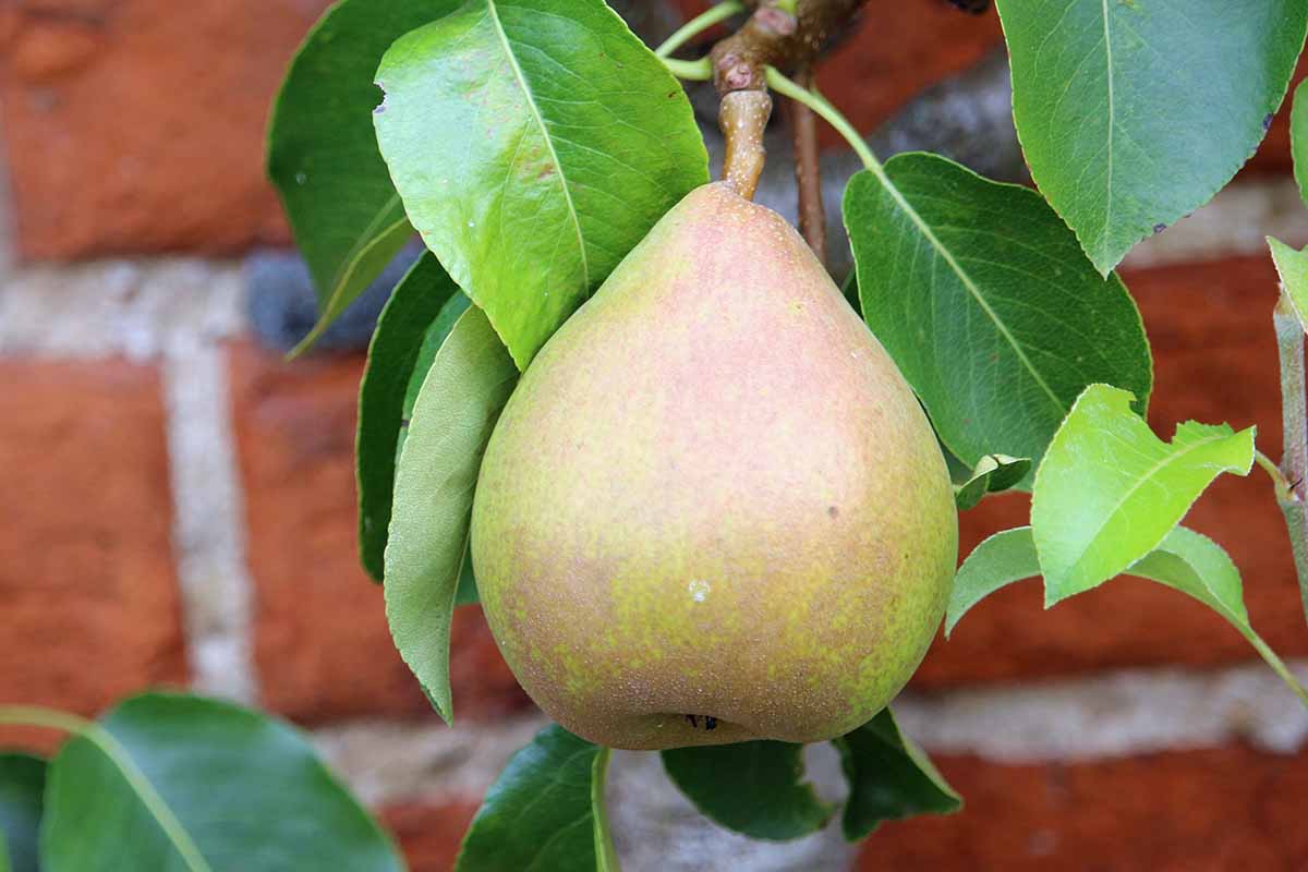 A close up horizontal image of a \'Comice\' pear ready to harvest.