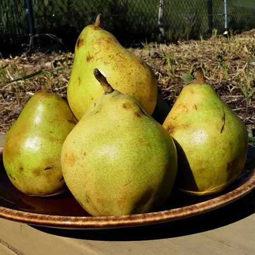 A square image of \'Comice\' pears on a plate set on a wooden table outdoors.