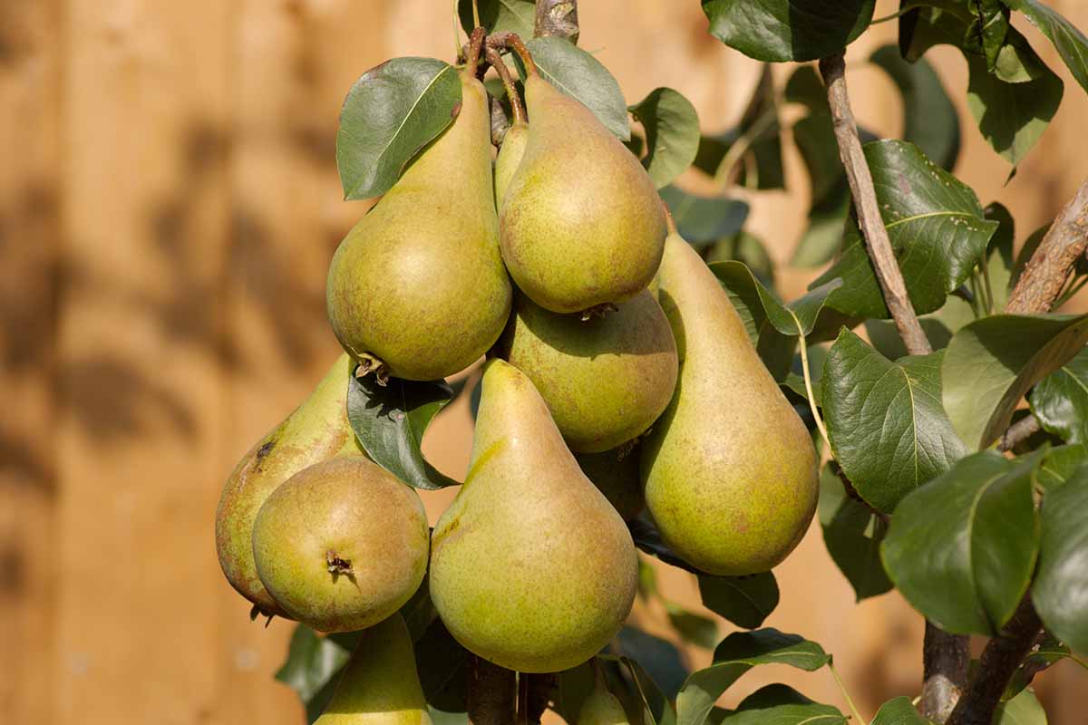 A close up horizontal image of a cluster of \'Concorde\' pears ripening on the tree pictured in light sunshine on a soft focus background.