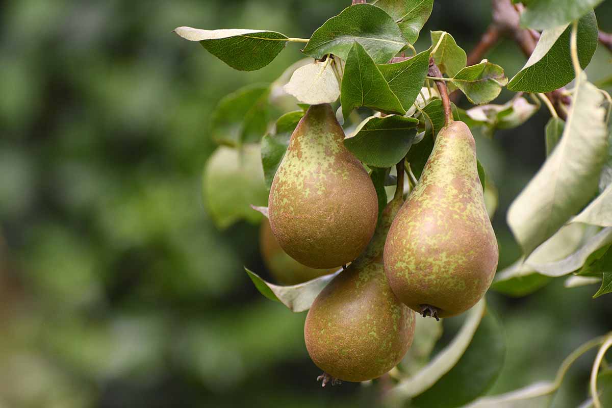 A horizontal image of a cluster of \'Conference\' pears growing on the tree pictured on a soft focus background.