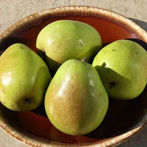 A close up square image of a bowl of \'D\'Anjou\' pears in bright sunshine.