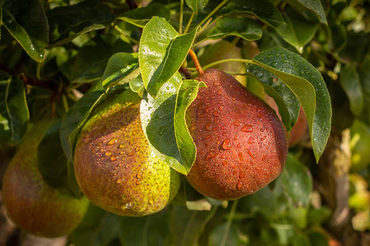 A close up horizontal image of \'Forelle\' pears growing in the orchard, with droplets of water on the foliage and surface of the fruits.