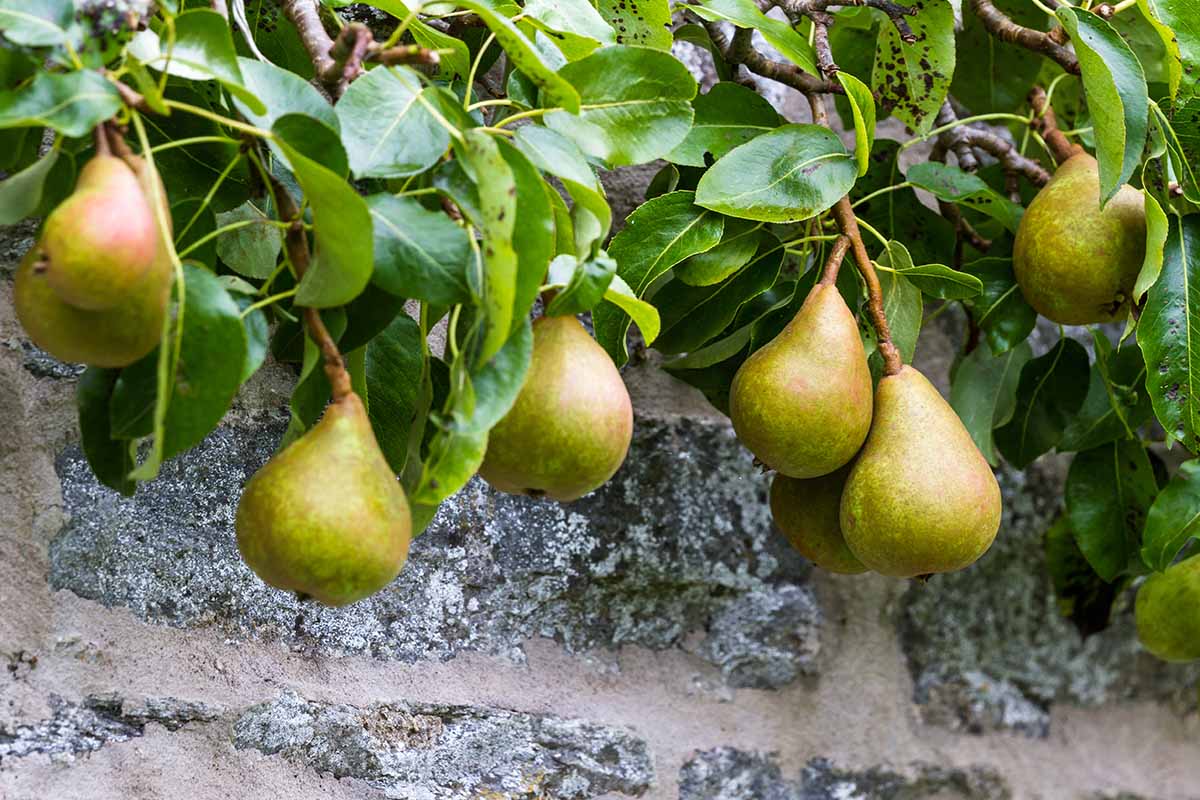 A close up horizontal image of \'Highland\' pears growing over a stone wall.