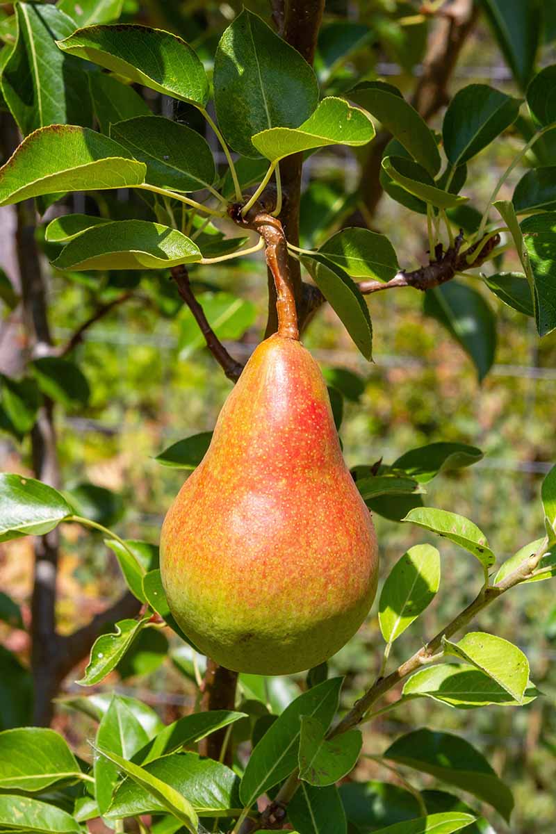 A close up vertical image of a single \'Orcas\' pear with reddish skin, hanging from the tree, pictured in bright sunshine.