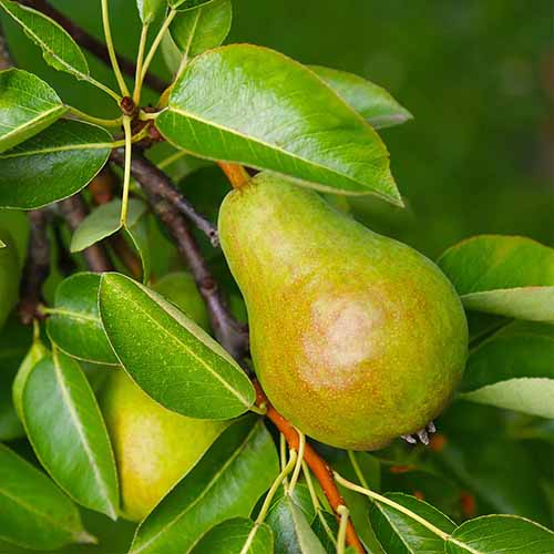 A square image of \'Warren\' pears growing in the garden pictured on a soft focus background.