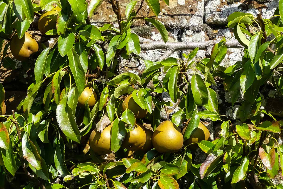 A close up horizontal image of \'Winter Nelis\' pears ripening on the tree pictured in bright sunshine with a stone wall in the background.