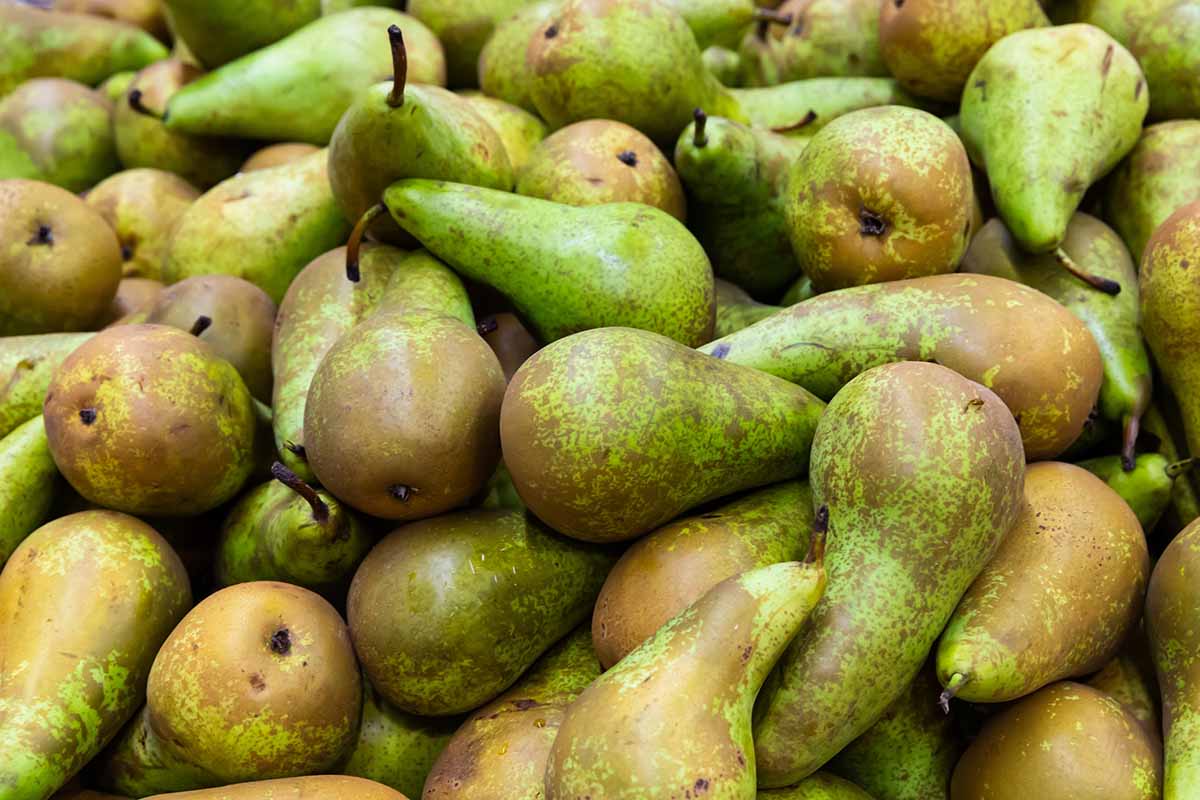 A close up horizontal image of a pile of winter pears in a box.