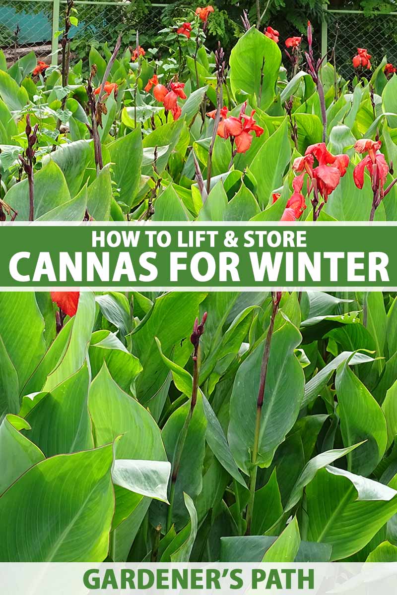 A vertical image of a large clump of red canna lilies growing in the garden. To the center and bottom of the frame is green and white printed text.