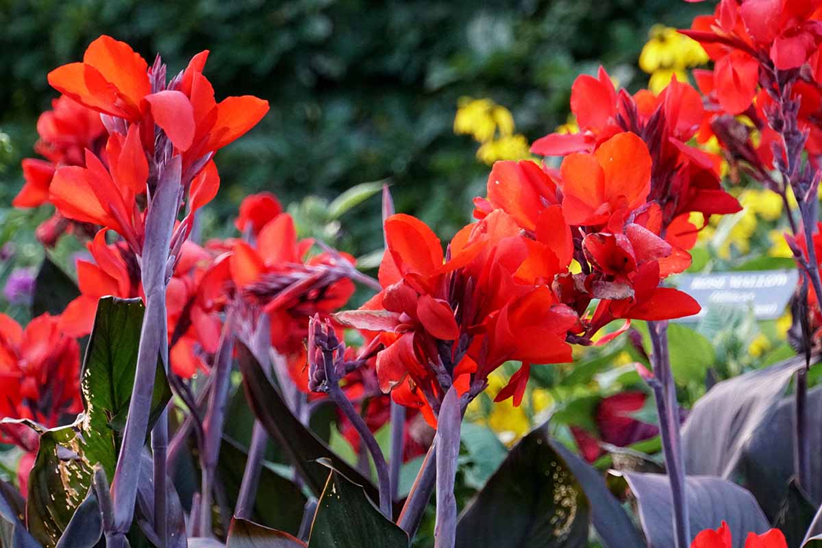 A close up horizontal image of the red flowers and burgundy foliage of canna lilies growing in the garden.