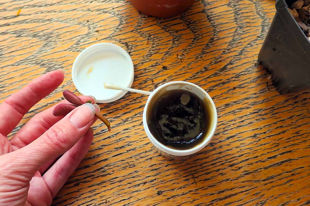 A horizontal image of a hand from the left of the frame dipping a cutting into rooting hormone gel.