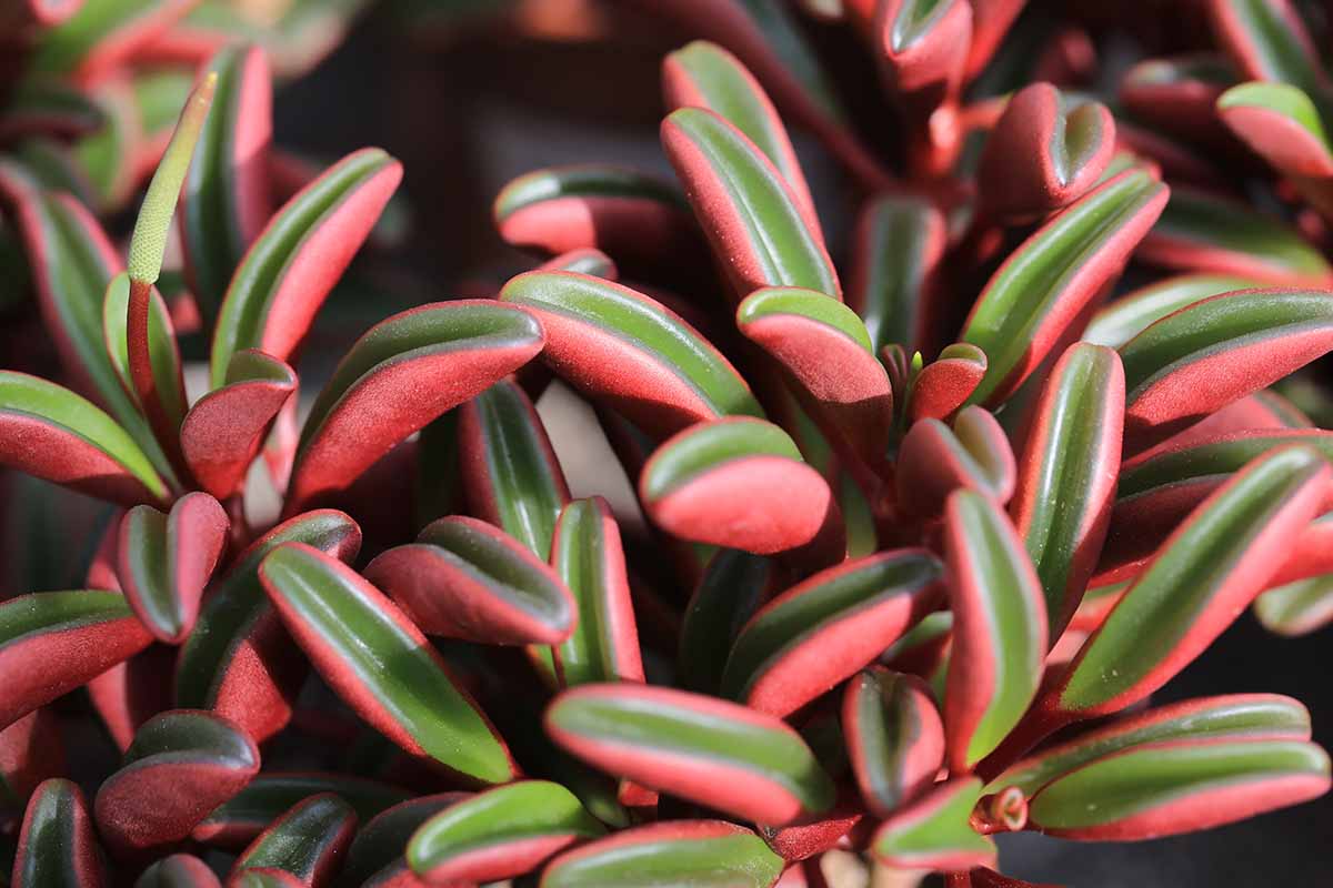 A close up horizontal image of the pink and green bicolored succulent foliage of a ruby glow peperomia plant, pictured in light sunshine.