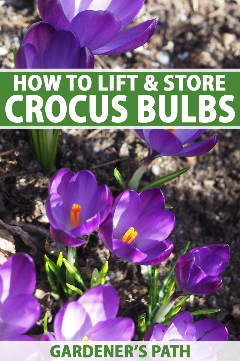 A close up vertical image of purple crocuses growing in the spring garden pictured in light sunshine. To the top and bottom of the frame is green and white printed text.