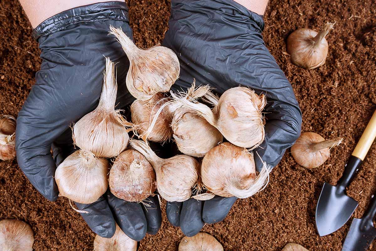 A close up horizontal image of gloved hands holding a pile of crocus bulbs ready for planting.