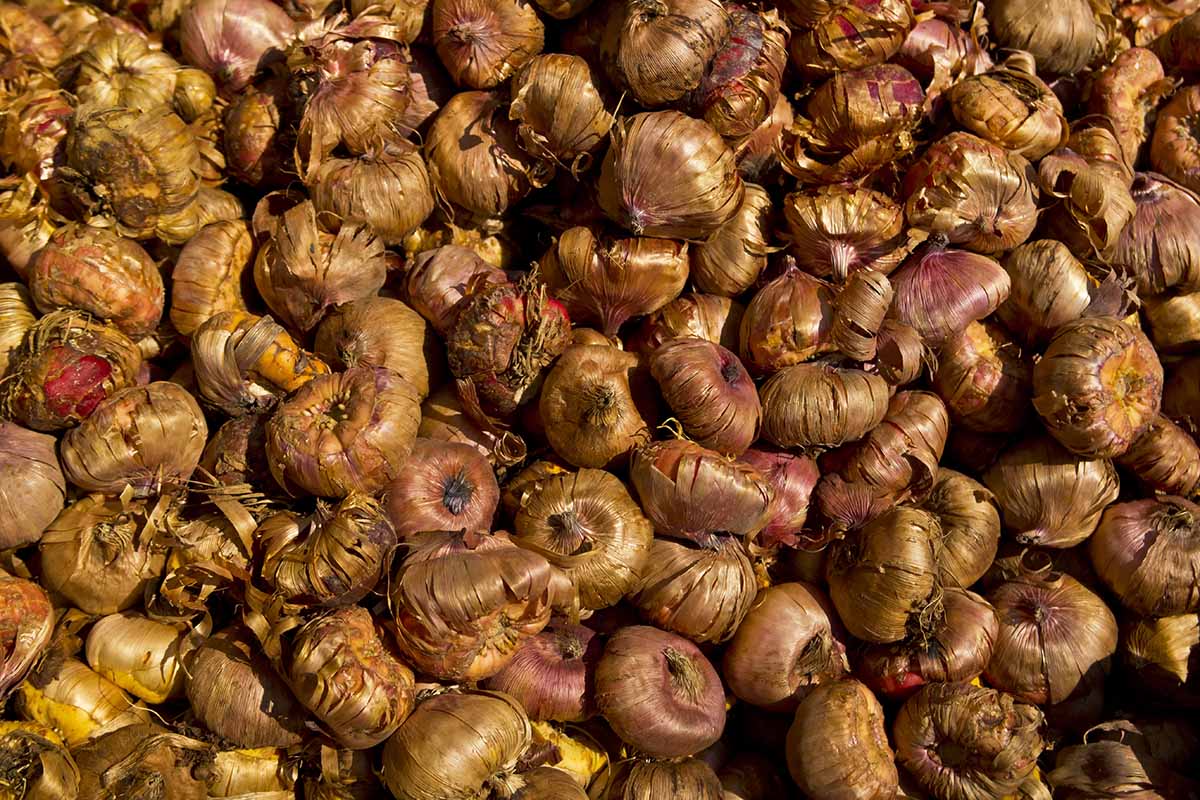 A close up horizontal image of a big pile of crocus bulbs in sunlight.