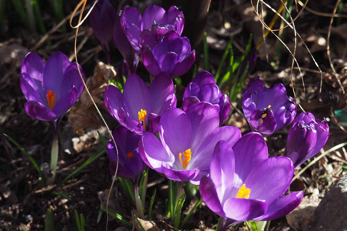 A close up horizontal image of purple crocuses growing in a shady spot in the garden pictured in light sunshine.