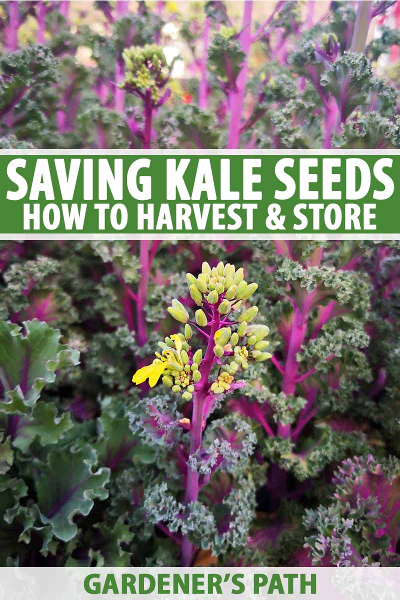 A vertical image of deep purple kale stems, with dark green leaves and bright yellow flowers. The background fades into soft focus, to the center and bottom of the frame is white and green text.