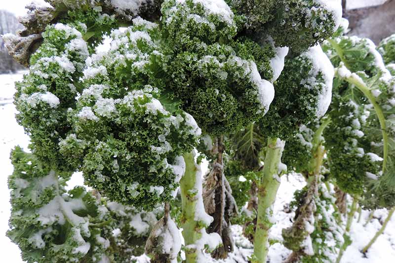 A close up of curly kale leaves and stems seen covered in snow, on a snowy background. The dark green of the leaves contrasts with the bright light reflecting on the white frost.