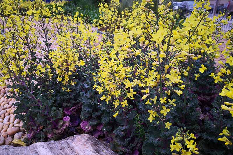 Curly kale bushes with long stems of bright yellow flowers, next to a rock, with some river stones to the left of the frame, and the background is stones and vegetation in soft focus.