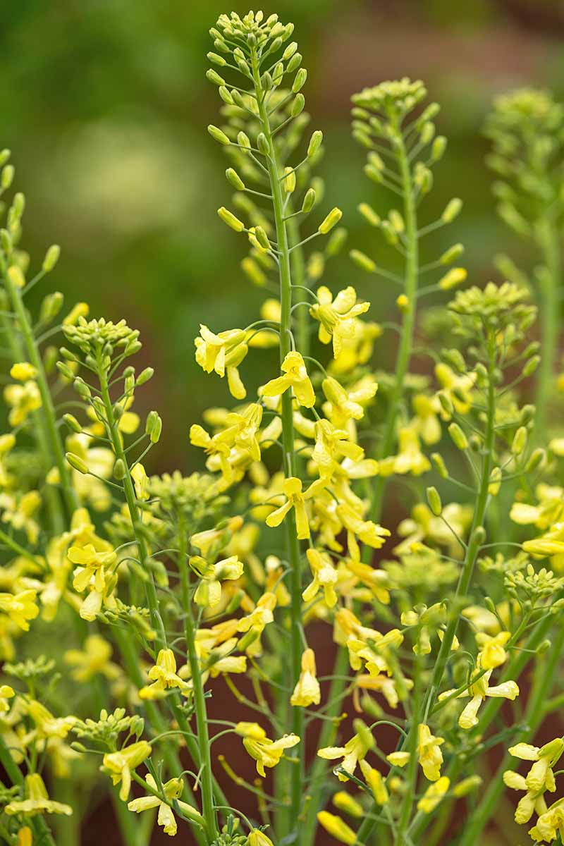 A close up of a kale stem with lots of small yellow flowers towards the bottom of the frame, to the top of the stem there are closed buds yet to bloom. The background is soft focus green.