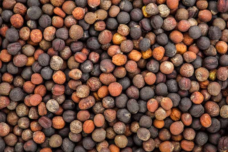 A close up of kale seeds, their colors ranging from very dark brown to very light tan. The texture of each seed is clear, with a slight indentation running across them.