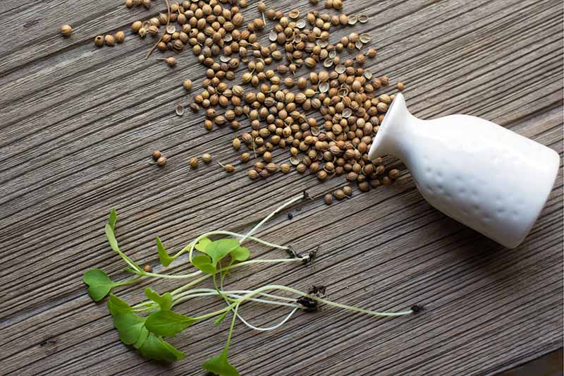 To the right of the frame is a small white ceramic pot, on its side, with Brassica oleracea seeds spilling out of it onto a wooden surface. Next to it are some tiny microgreens with a small amount of soil on the end of the stems.