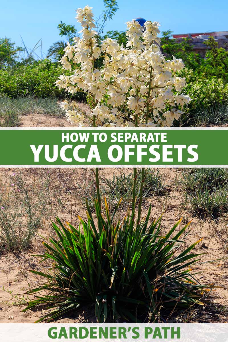 A close up vertical image of a yucca plant in full bloom growing wild, pictured in bright sunshine on a blue sky background. To the center and bottom of the frame is green and white printed text.