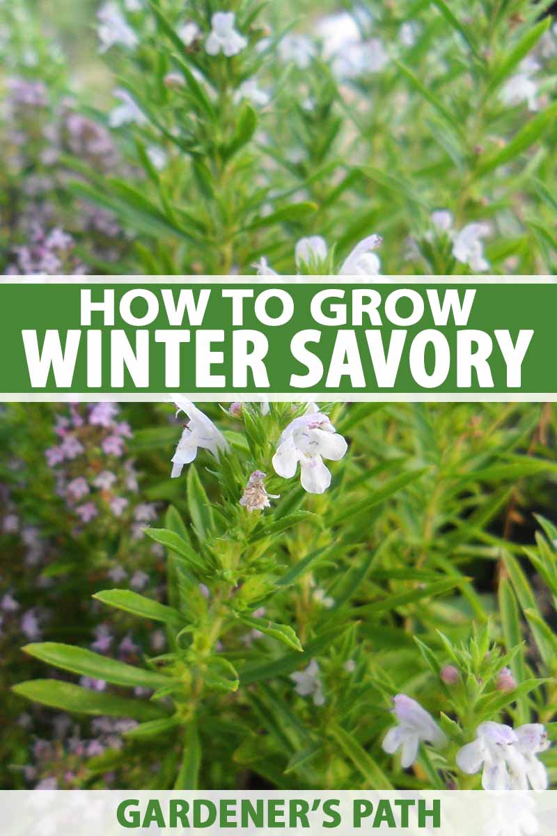 A close up of a winter savory plant with slender green leaves and delicate white flowers, fading to soft focus in the background. To the center and bottom of the frame is green and white text.