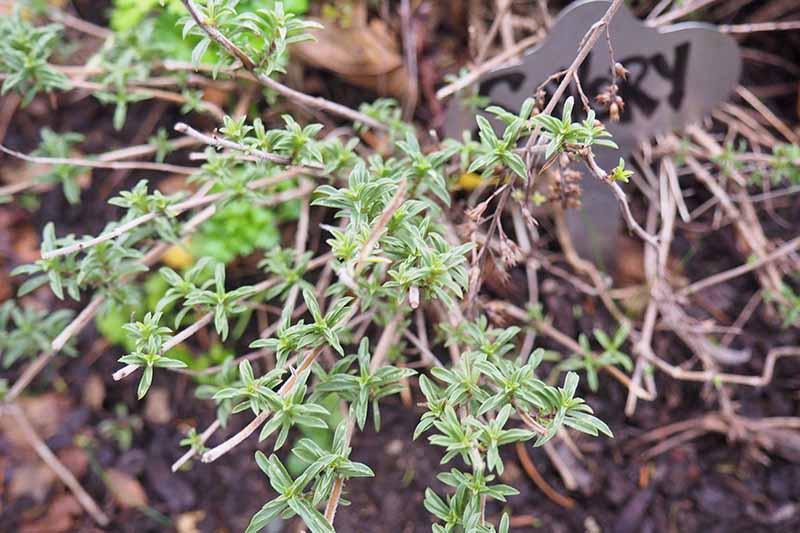 A close up of a stem of Satureja montana with tiny green leaves contrasting with the light brown wood fading to soft focus in the background.