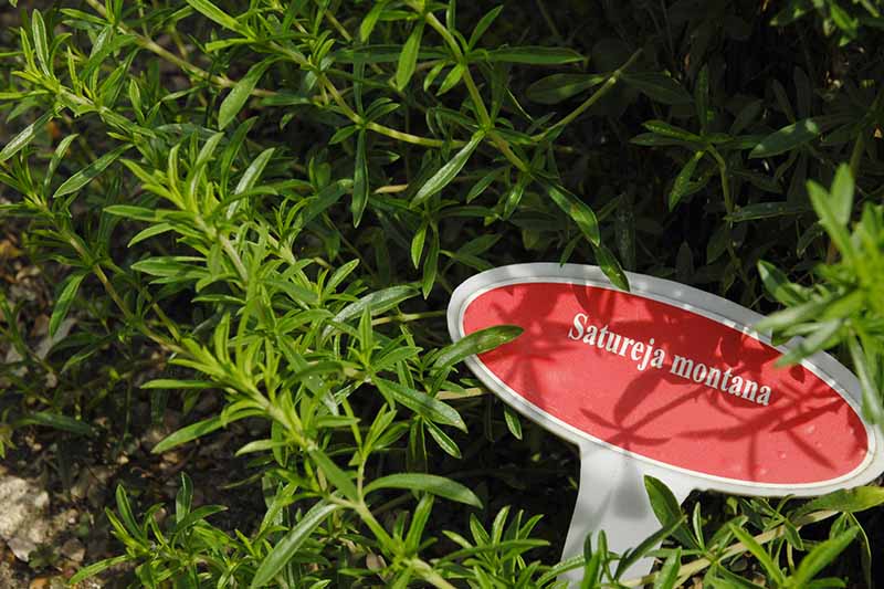 A close up of a Satureja montana plant with a red and white sign amongst the foliage.